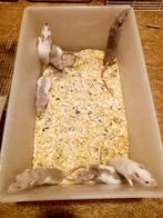 Ratten alle formaat, Dieren en Toebehoren, Ophalen