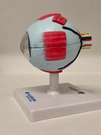 Anatomisch model oog, Ophalen