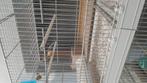 Canaris consort jeune de 2025 élever en exterieur, Animaux & Accessoires, Oiseaux | Cages & Volières, Enlèvement, Comme neuf