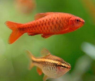 Hobbyaquarium Sherry barbeel, Dieren en Toebehoren, Vissen | Aquariumvissen, Zoetwatervis, Vis, Schoolvis