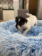 Jack Russel pup uit geteste ouders, Dieren en Toebehoren, België, Fokker | Hobbymatig, Jack Russell Terriër, Reu