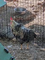Hanen te koop, Dieren en Toebehoren, Pluimvee