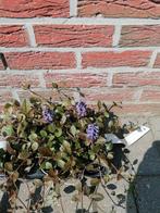 ajuga reptans, Ophalen, Vaste plant, Bodembedekkers
