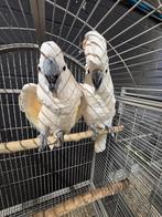 Onverwant koppel Molukken kakatoes 2025 met DNA en getest op, Dieren en Toebehoren, Meerdere dieren, Papegaai, Geringd