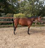 7 jarig springpaard merrie, Dieren en Toebehoren, Paarden, Merrie, Springpaard, B, Gechipt