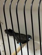 Mannen Borneobronzeman, Dieren en Toebehoren, Vogels | Overige Vogels, Mannelijk, Tropenvogel, Geringd