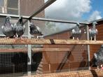Duivinnen 6 stuks, Dieren en Toebehoren, Vogels | Duiven, Meerdere dieren, Overige soorten