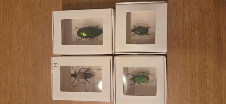 Opgezette kevers in doosje, Collections, Collections Animaux, Comme neuf, Insecte, Enlèvement