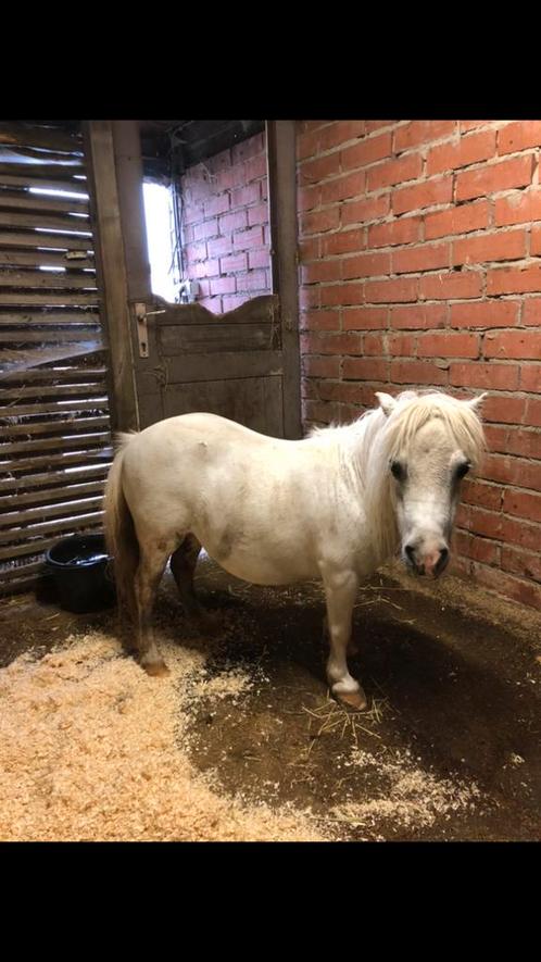 Koppeltje Shetlanders, Dieren en Toebehoren, Pony's, Meerdere dieren, Recreatiepony, Gechipt, Ontwormd, Ingeënt