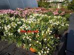nerium oleander beschikbaar in 4 kleuren, Volle zon, Vaste plant, Zomer, Ophalen