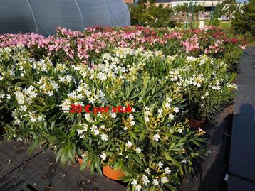 nerium oleander beschikbaar in 4 kleuren beschikbaar voor biedingen