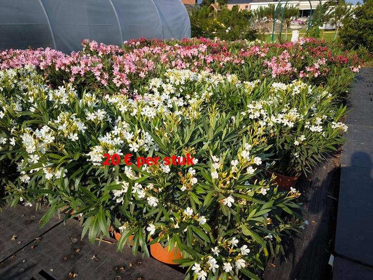nerium oleander beschikbaar in 4 kleuren, Tuin en Terras, Planten | Tuinplanten, Vaste plant, Overige soorten, Volle zon, Zomer