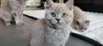 Britse korthaar, Dieren en Toebehoren, Katten en Kittens | Raskatten | Korthaar, Meerdere dieren, Gechipt, 0 tot 2 jaar