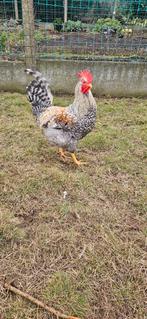 Creamlegbar haan, Dieren en Toebehoren