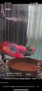 GEZOCHT MOOI GROOT VOLWAASEN VIEJA KOPPEL, Dieren en Toebehoren