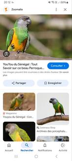 Perroquets, Dieren en Toebehoren, Vermiste en Gevonden Dieren