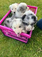 Border colli pups, Dieren en Toebehoren, Honden | Herdershonden en Veedrijvers, België, Fokker | Hobbymatig, CDV (hondenziekte)