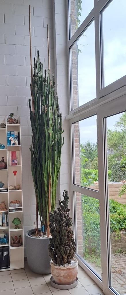 cactussen, Huis en Inrichting, Kamerplanten, Cactus, In pot, Ophalen