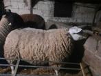 Rammen en ooien voor offerfeest