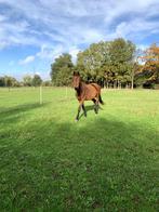 stalling met weidegang, Weidegang, 1 paard of pony