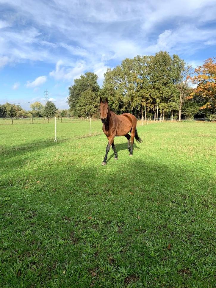 stalling met weidegang, Dieren en Toebehoren, Stalling en Weidegang, Stalling, Weidegang, 1 paard of pony