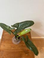Philodendron Hastatum Silver Sword, Ophalen of Verzenden
