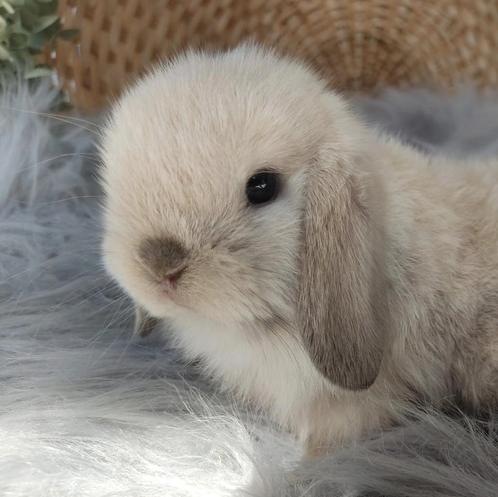 Raszuiver baby minilop konijn voedster (transport mogelijk), Dieren en Toebehoren, Konijnen, Dwerg, Vrouwelijk, 0 tot 2 jaar, Hangoor