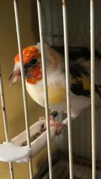 Chardonneret, Dieren en Toebehoren, Vogels | Kanaries, Mannelijk, Postuurkanarie