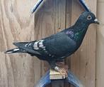 Kleurpostduif, Dieren en Toebehoren, Vogels | Duiven