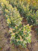 Viburnum tinus, Ophalen