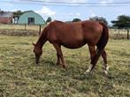 Kweekmerrie Kashmir vh Schuttershof, Dieren en Toebehoren, Paarden