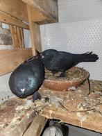 Turkse zwarte takla, Dieren en Toebehoren