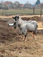 Super mooie blauwschimmel tricollour BOK, Dieren en Toebehoren, Schapen, Geiten en Varkens, Mannelijk, Geit, 3 tot 5 jaar