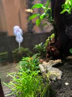 Algeneters, Dieren en Toebehoren, Vissen | Aquariumvissen