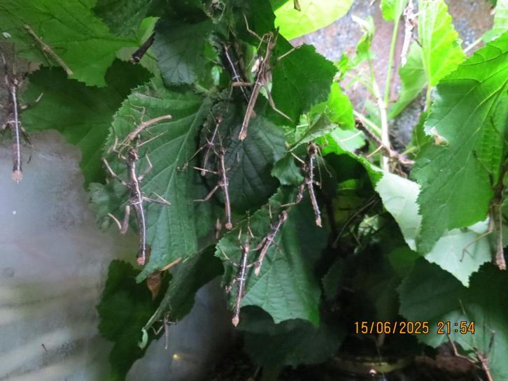 Sungaya inexpectata, Dieren en Toebehoren, Insecten en Spinnen, Wandelende tak