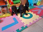 Dwergpoedel pups, Dieren en Toebehoren, Honden | Chihuahua's en Gezelschapshonden, Poedel, Parvo, België, 8 tot 15 weken