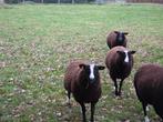 zwartbles ram, Dieren en Toebehoren, Mannelijk, Schaap, 0 tot 2 jaar