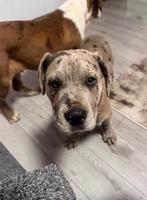 twee American Bully’s XL reutjes beschikbaar, 15 semaines à 1 an, Particulier, Chien (mâle), Hépatite contagieuse (maladie de Rubarth)