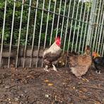 Prachtige en lieve haan. 50 % Mechelse koekoek.