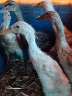 6 loopeendjes, Dieren en Toebehoren, Pluimvee