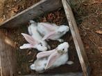 Jonge duitse reuzen, Dieren en Toebehoren
