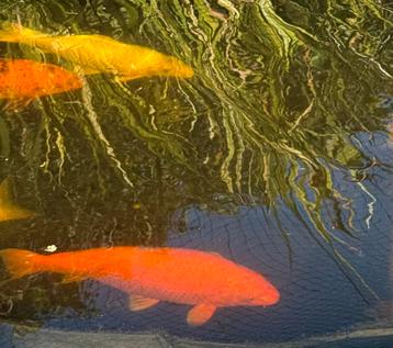 Koi Benigoi 55 cm beschikbaar voor biedingen