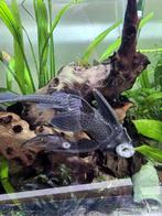 Pleco, Dieren en Toebehoren, Vissen | Aquariumvissen, Vis, Zoetwatervis