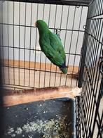 Perroquet ecletus, Mannelijk, Papegaai, Geringd