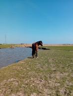 Gezellige speelse ruin, Dieren en Toebehoren, Paarden, Minder dan 160 cm, Ruin, Zadelmak, 3 tot 6 jaar