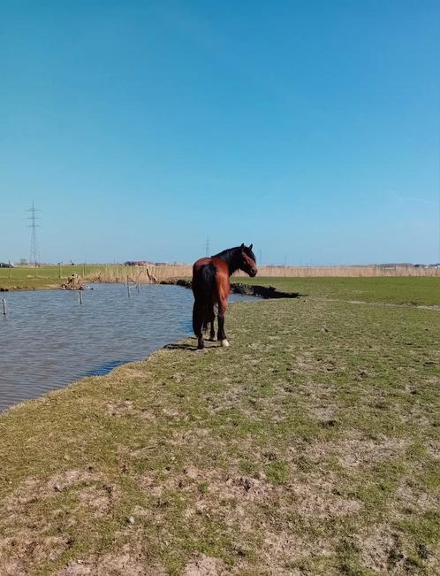Gezellige speelse ruin, Dieren en Toebehoren, Paarden, Ruin, Zadelmak, Minder dan 160 cm, 3 tot 6 jaar, Recreatiepaard, Met stamboom