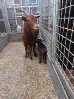 Mooie abrikoos met lammetjes., Animaux & Accessoires, Moutons, Chèvres & Cochons