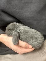 Dwerg hangoor konijntje, Mannelijk, Dwerg, 0 tot 2 jaar, Hangoor