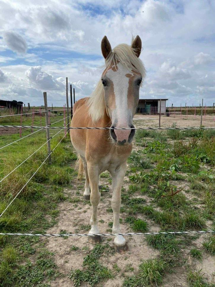 Haflinger ruin van 2023, Dieren en Toebehoren, Paarden, Ruin, Onbeleerd, Gechipt, Ontwormd, Ingeënt