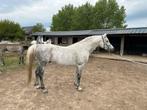 Hengst Arabier 05-06-2014, Dieren en Toebehoren